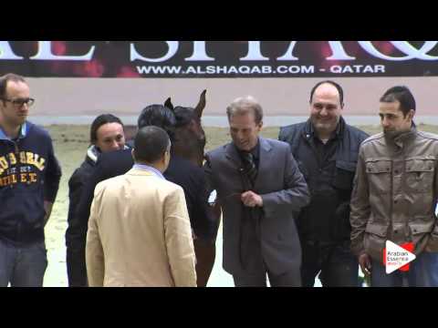 3RD-N.47 VATICAN VALLATE - Milan 2016 - Yearling Colts Championship (Class 17)