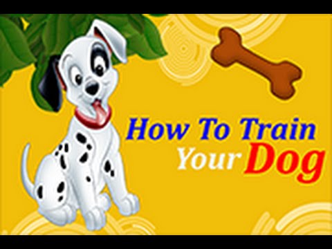 How To Train Your Dog video thumbnail