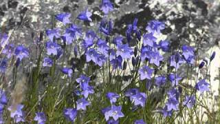 Secret Garden-Silence Speaks