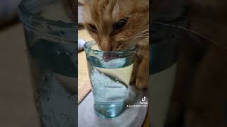 水飲み猫