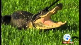 Alligator causes scare in Boca Raton neighborhood