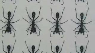 Meridian brothers - Sostegan y alimenten al ángel entusiasta