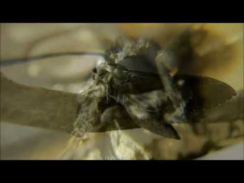 Détails d'un Sphinx du liseron (Agrius convolvuli).