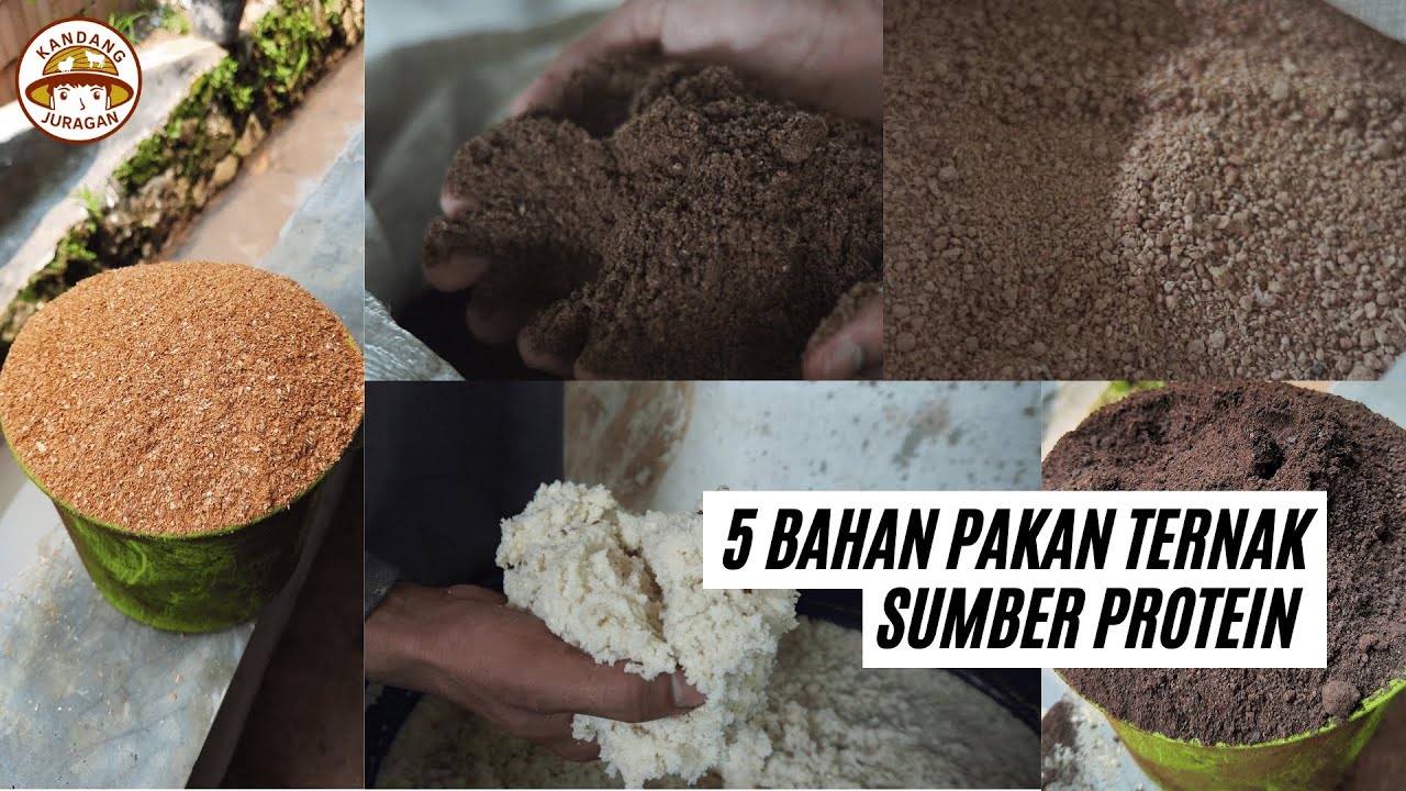 5 Bahan Pakan Ternak Sumber Protein | Nomor Lima Paling Populer!