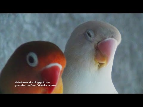 1 Hour Lovebirds Sounds - August - 14 - 2018