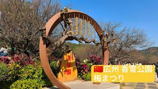 🇨🇳広州 香雪公園 梅まつり/Guangzhou plum blossoms festival
