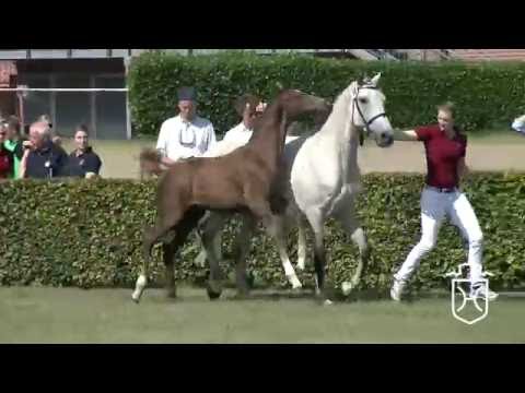 P18 Hengstfohlen von Casaltino - Colman - Lancer II