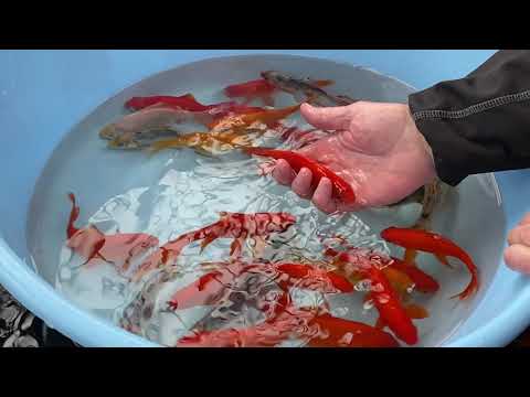 Guldfisk til havedammen. #guldfisk #havedam #havebassin #shubunkin