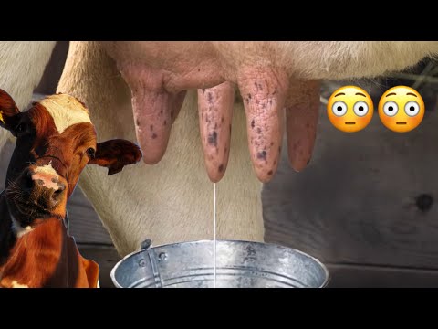 Milk the Cow Game 😂😲