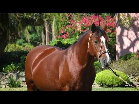 Lote 21 HIJA DE LA MARGARIDA DA MATARAZZO