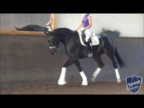 2011 Mare by Destano x Lauries Crusador