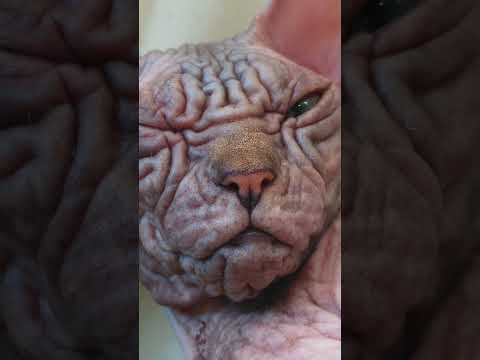 Very Wrinkle Lady 😻 Sphynx Cat BELLA