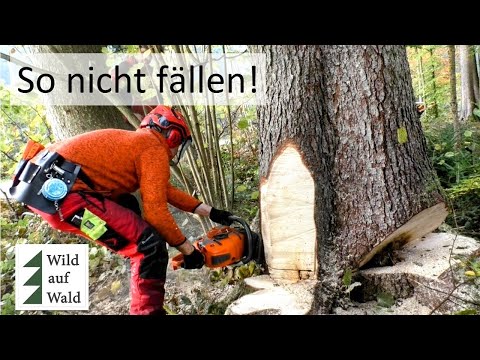 🌲Fällung eskaliert - vom Wertholz zur TODESFALLE  #wildaufwald