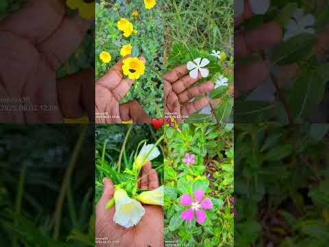#flowers #lovesongsmushup #love #nature  #jiskeaanesemukammalhogayithizindagisong #musicmashup