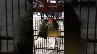 Download lagu Anakan pijantung pisang mp3