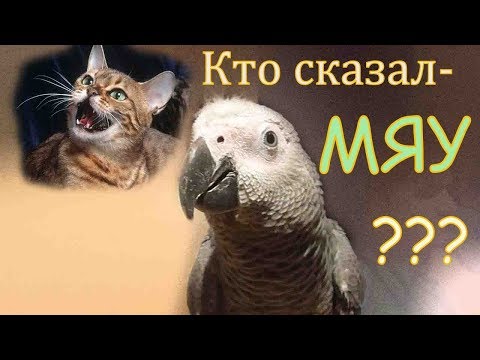 Кто сказал Мяу?