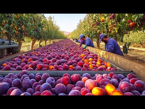 California's Plum Harvesting Secrets Revealed