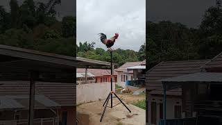 Download lagu Suara Ayam Ketawa utk Alarm Subuh mp3