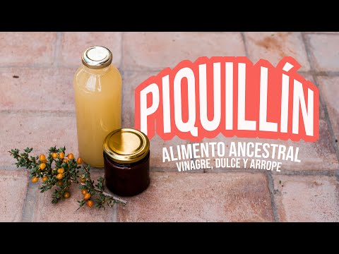 VINAGRE CASERO DE FRUTA DEL MONTE: Piquillin | Cosecha de un alimento medicinal de esta tierra