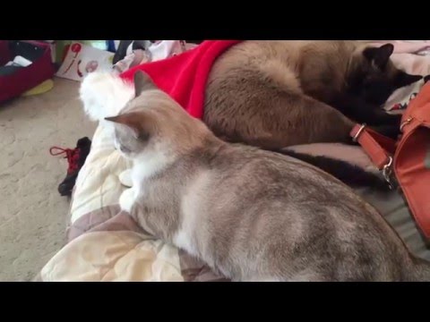 Beautiful pedigree cats get to know each other