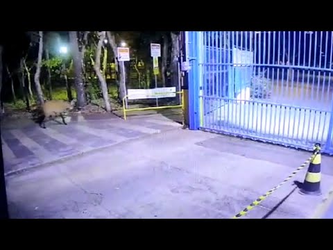 Lobo-guará é flagrado na Unesp de Rio Claro
