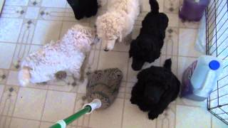 15 04 19 Puppies Ride Mop