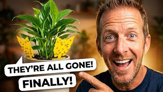 Fungus Gnats Taking Over? Try This Treatment NOW