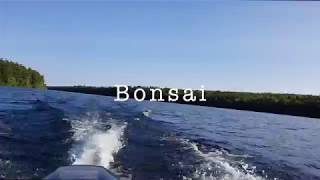 Bonsai Music Video