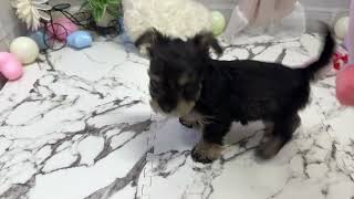 ハーフ犬の動画01