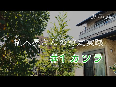 園芸 かつらの木、フステット