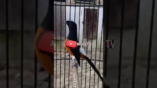 Download lagu MENTAL BAJA #kicaumania #muraibatu #birds #mangkicauoffecial #burung #muraijantan mp3