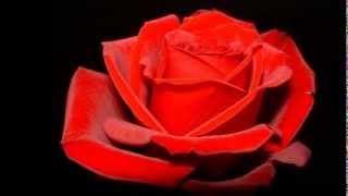 Elton John - Believe