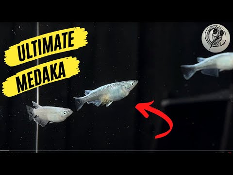 【MEDAKA】 How to Sex a Japanese Medaka Rice Fish Male Female【メダカ】【RiceFish】