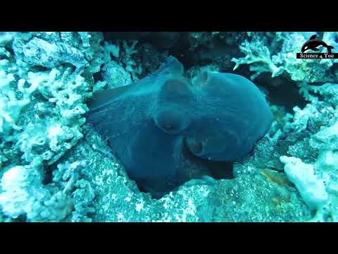 10 Extreme Fast and Dangerous Hunting Skill of Moray Eels - Ocean Killer