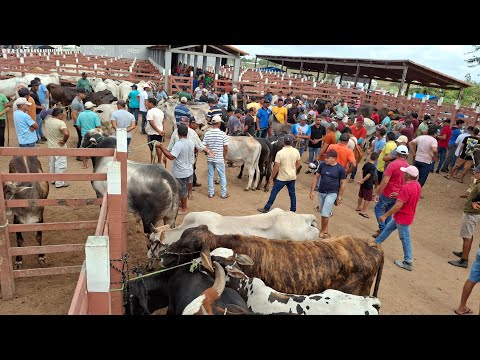 FEIRA DO GADO DE LAGOA DE PEDRAS-RN 26.01.2026