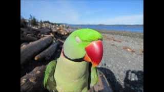 Mystic Traveler ..   Dave Mason