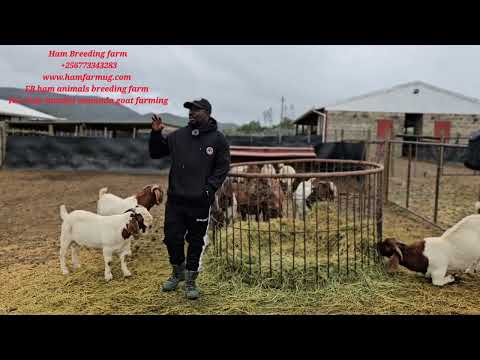 How Long Do A Boer Live