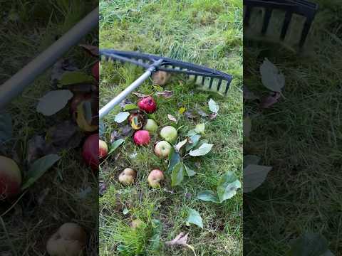 Harken von Fallobst statt Aufsammeln klappt perfekt #fallobst #äpfel #harke #fenwi