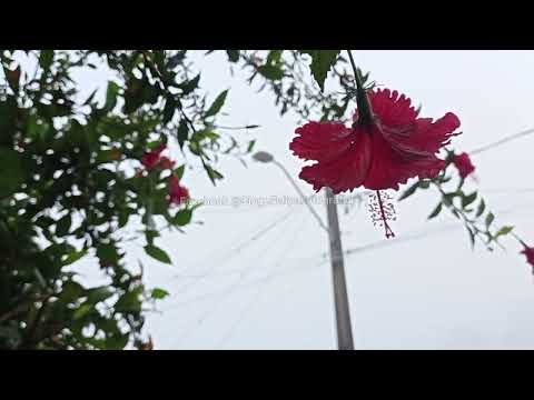 Amanhecer em Andrelândia MG 18/02/2026 pássaros cantando