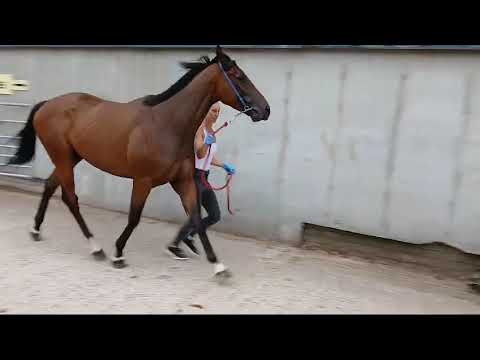 Video 1