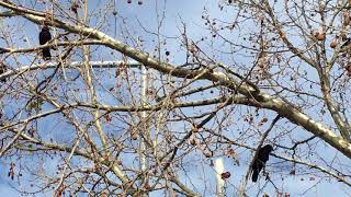 Crow Hello!