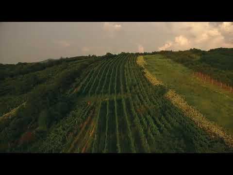 Reizer Wine - Volcanic soil