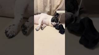 愛犬が爆睡してたので目の前に靴下置いてみた