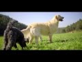 Video: Alimento completo para perros adultos con necesidades energéticas elevadas NATURADIET 4800 12kg