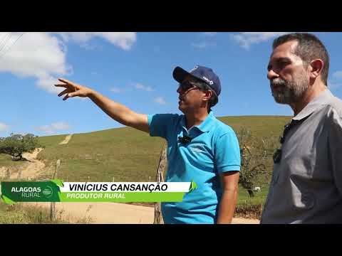 Cerca elétrica móvel aumenta eficiência de pastejo em Jacuípe