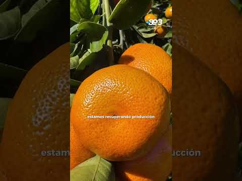 🍊🌱 Comenzó la zafra citrícola en Misiones: expectativas renovadas y desafíos para seguir creciendo