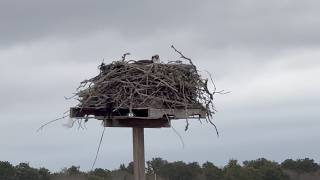 Live On Cape Cod ~ New England 10-Day Forecast Into May Looks Wet & White ~ How Fast Do Osprey Breed