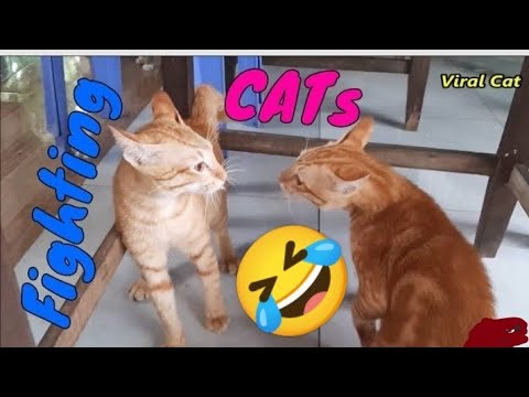 😺 cat amazing 🤩☺️ || fanny video