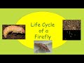 Let’s Learn About Fireflies! For Elementary Grades