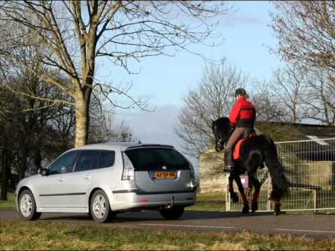 StalOkkema's Wiedse H v. Onne (Sold)